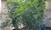 МВР