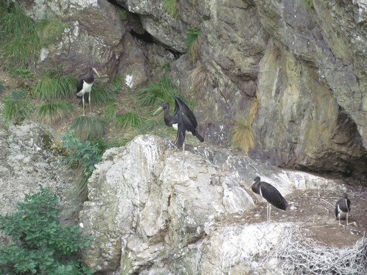 Черни щъркели се излюпиха в Национален парк „Централен Балкан“