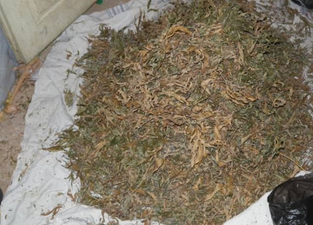 Близо 5 кг сух канабис иззеха служители на ОДМВР - Видин при спецоперация срещу разпространението на наркотици в областта