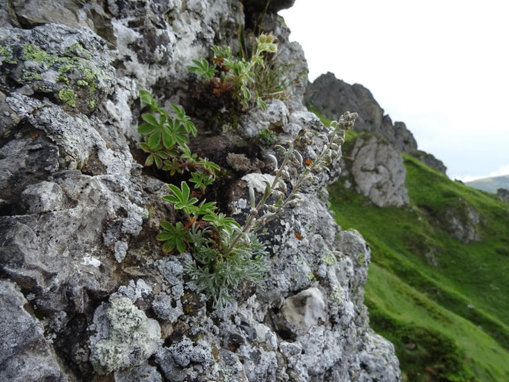 Находищата на жълта тинтява и скален пелин в НП „Централен Балкан“ са в добро състояние