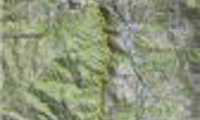 АПИ