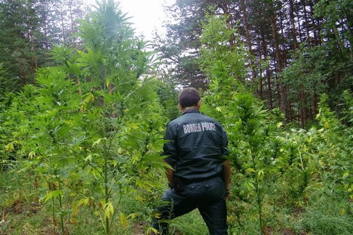 При специализирана операция гранични полицаи откриха над два и половина тона канабис