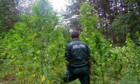МВР