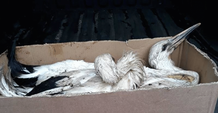 РИОСВ – Стара Загора реагира на сигнал за безпомощни щъркелчета