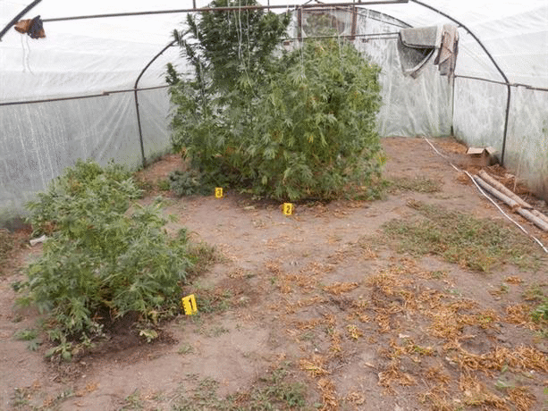 Близо 100 кг марихуана са открили и иззели криминалисти на ОДМВР- Пазарджик