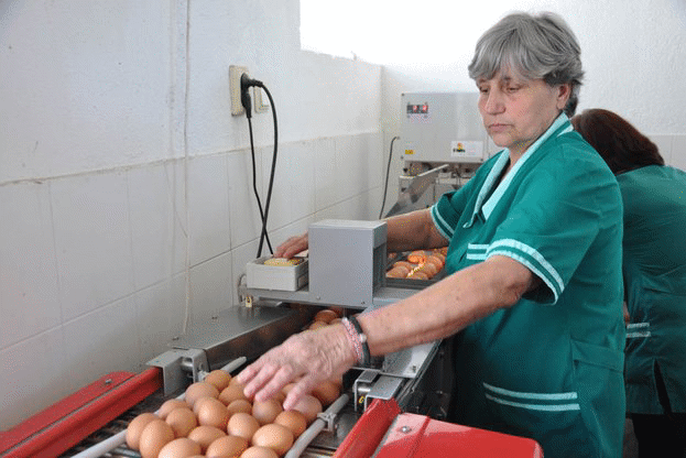 3869 яйца от верига магазини в Пловдив са поставени под възбрана за реализация на пазара