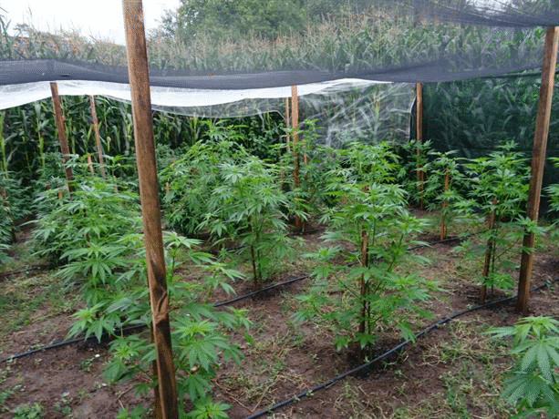 Над 33 кг канабис са иззели служители на РУ-Павликени от имот в Бяла черква