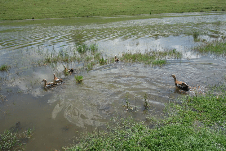 Експерти на РИОСВ – Русе осигуриха приемни родители на малки червени ангъчи