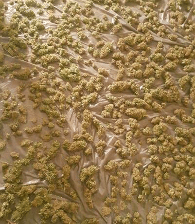 Нелегална наркооранжерия разкриха от служители на РУ – Раковски