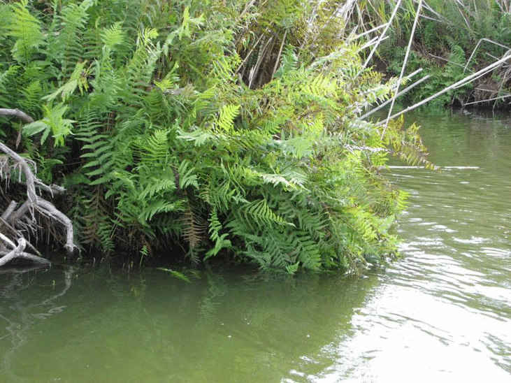Съставени са седем акта на нарушители в резервата „Сребърна”