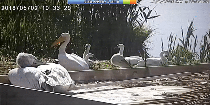 Излюпиха се първите пеликанчета в резервата „Сребърна“