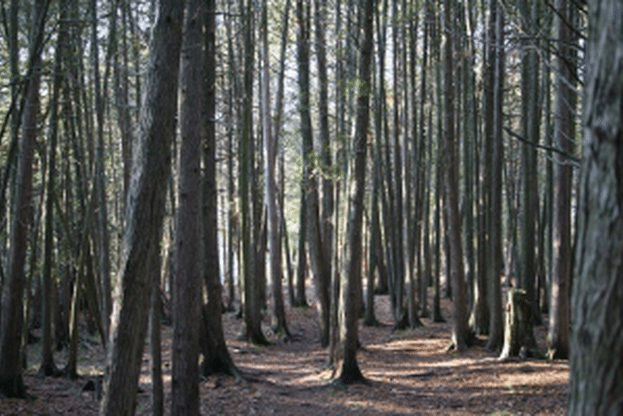 За периода от 1990 до 2013 г. сме загубили близо 352 000 ха гори по различни причини