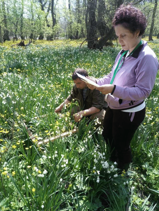 Два акта за нерегламентирано събиране на блатно кокиче състави РИОСВ – Бургас