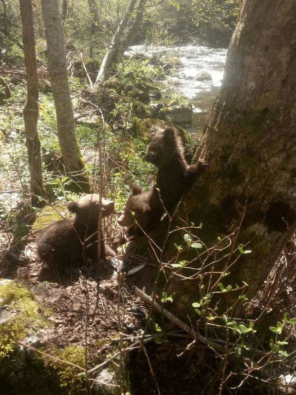 Фото капаните в района на село Барутин не са заснели мечка