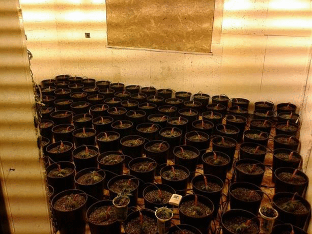 Служители на ГД "Национална полиция"разбиха нелегална наркооранжерия