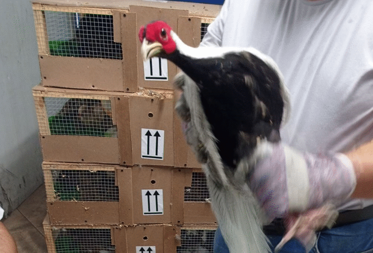 Митнически инспектори от ТД Митница София спасиха фазани от три защитени вида