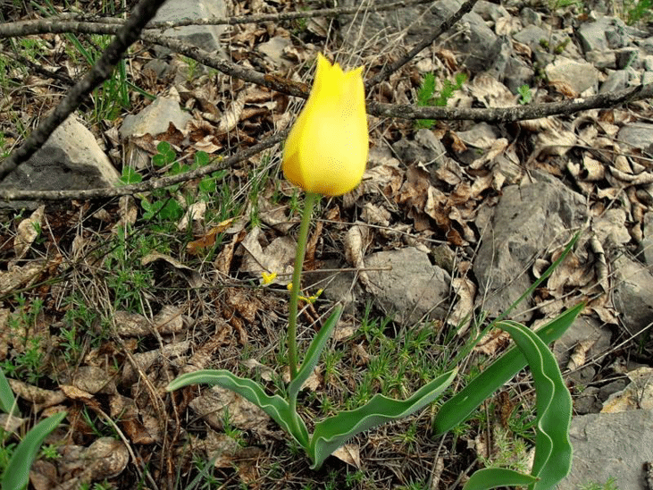 В защитената зона „Урумово лале“ не са установени нарушения