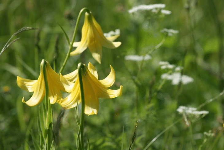 Ендемитите са най-уязвимите звена в природните екосистеми