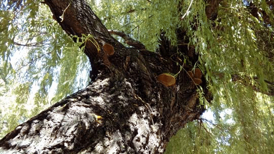 Предстои премахване на дърво от "Градската градина"