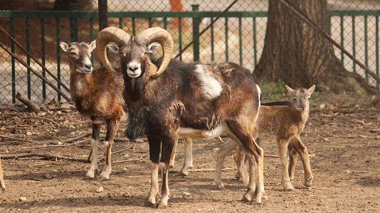 Родиха се първите бебета за тази година в Софийския зоопарк