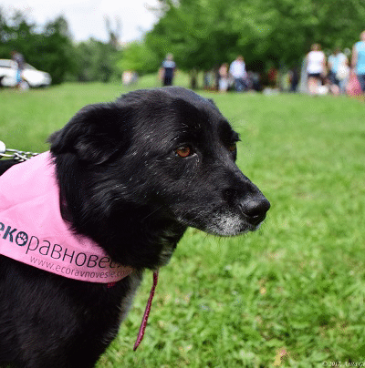 50 дворни кучета са кастрирани през юли по кампанията на „Екоравновесие”