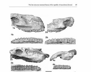 Първа научна монография за изкопаемата фауна на Република Македония