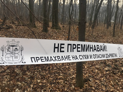 Започва премахването на сухите и опасни дървета, разположени до 25 м от алеите в "Борисова градина"