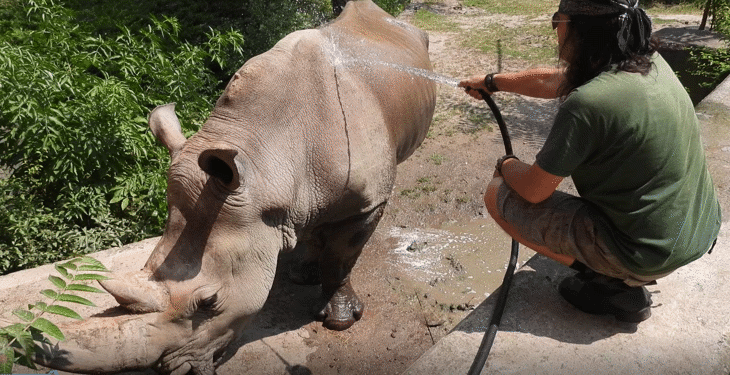 С душ и плодов сладолед разхлаждат животните в Столичния зоопарк