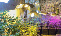 МВР