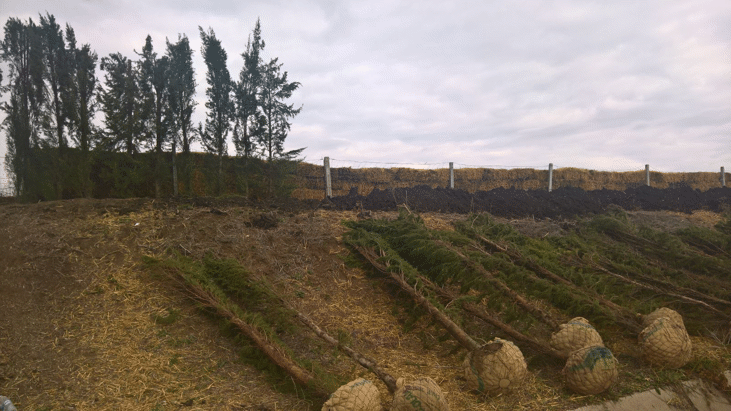 700 кипариса ще пазят от снегонавявания участък от АМ „Тракия“ между Бургас и Карнобат