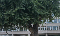 МОСВ