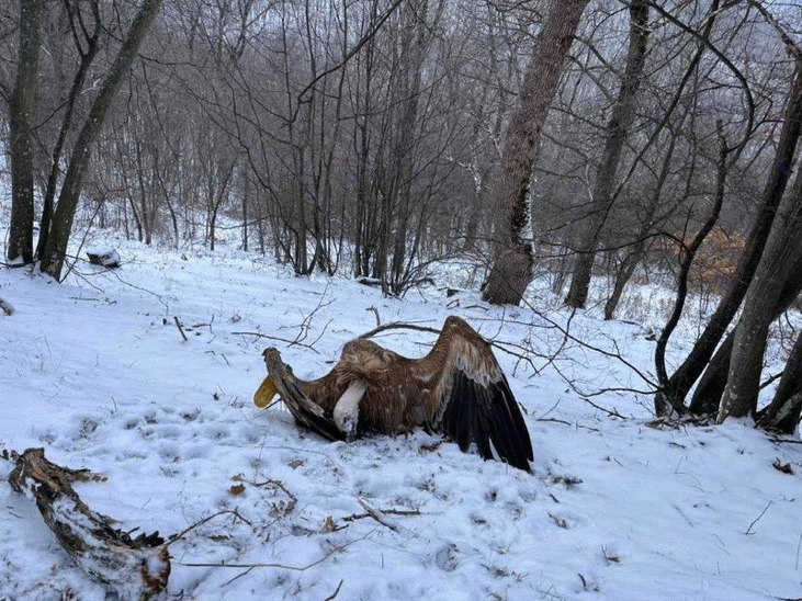 МОСВ призовава за по-добро прилагане на закона срещу отровителството на птици