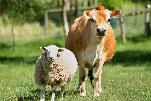 Над 31 млн. лева ще получат животновъдите като втори транш от преходната национална помощ