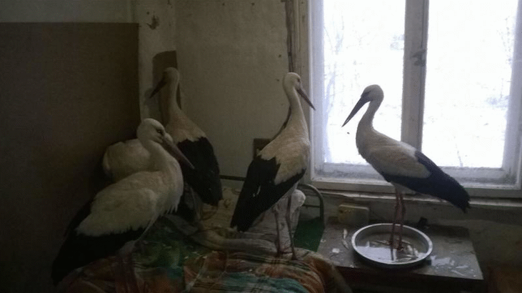 Не са установени щъркели в безпомощно състояние край Дулово