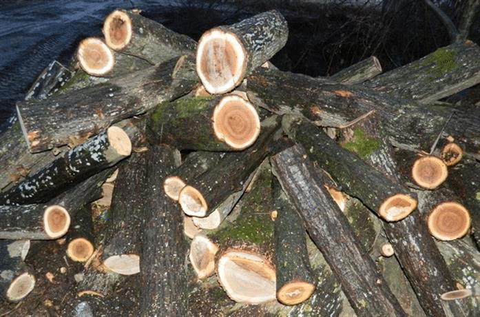 Незаконно добит дървен материал е иззет при операция в област Монтана