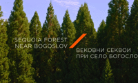 МТ