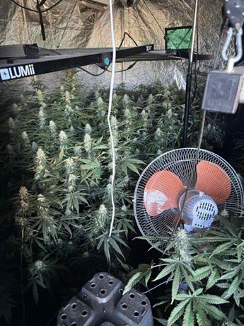 Полицейски служители на ОДМВР Хасково разкриха професионално оборудвана наркооранжерия