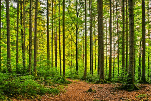 370 хиляди проверки в горските територии за 2017 г.