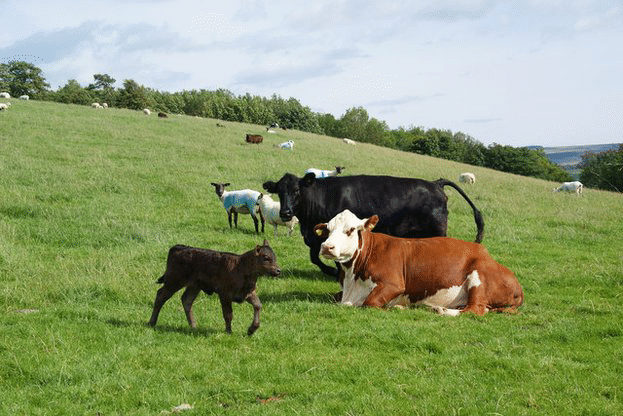 Разплатени са още 59 млн. лева по три схеми за животни за Кампания 2017г.