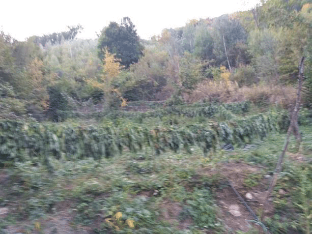 Засята нива с канабис е открита при операция на служители на РУ-Рила