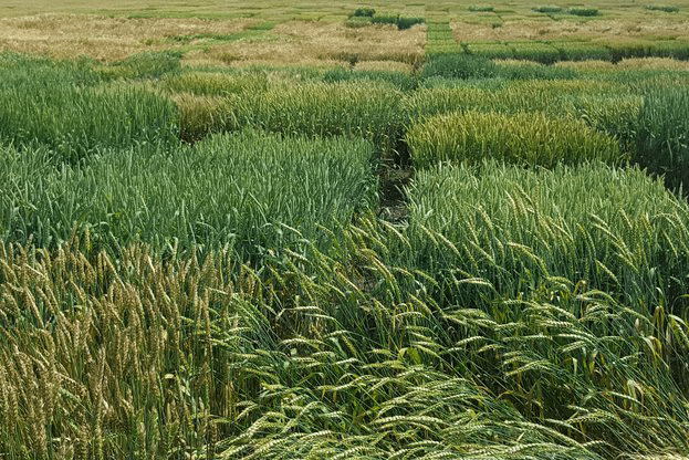 2017 година е рекордна по броя на получените заявки за сортоизпитване и признаване на нови сортове пшеници