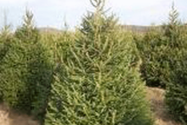 50 000 елхички за Коледа ще предоставят държавните горски предприятия