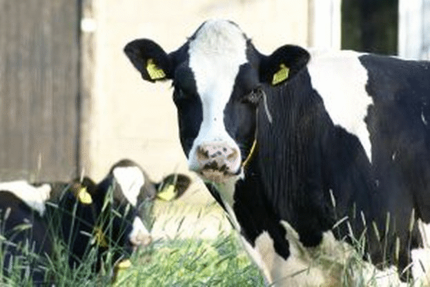 ДФЗ изплати допълнително над 10 млн. лева на животновъди, засегнати от кризата в сектора