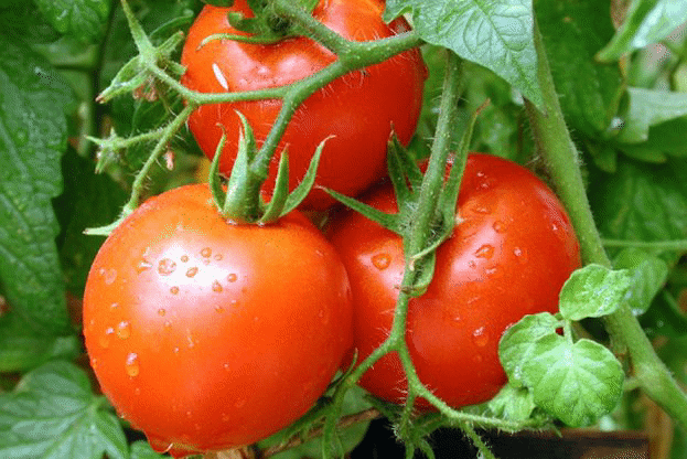 От днес започва прием на заявления за борба с вредител по доматите