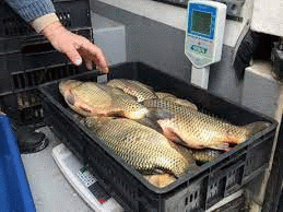 ДАМТН провери 166 обекта, които предлагат риба и рибни продукти