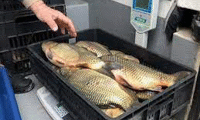 ДАМТН провери 166 обекта, които предлагат риба и рибни продукти ДАМТН