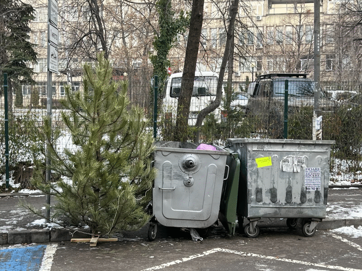 Естествените коледни елхи продължават своя живот в парка