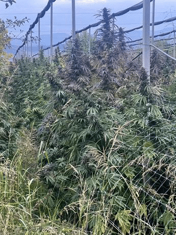 Над 2 тона канабис са иззети при полицейски действия в Пазарджик