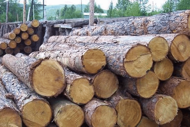 1000 куб. м. строителна дървесина ще се дари на нуждаещите се от Хитрино