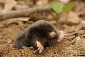 Нов вид бозайник за науката откриха учени в България